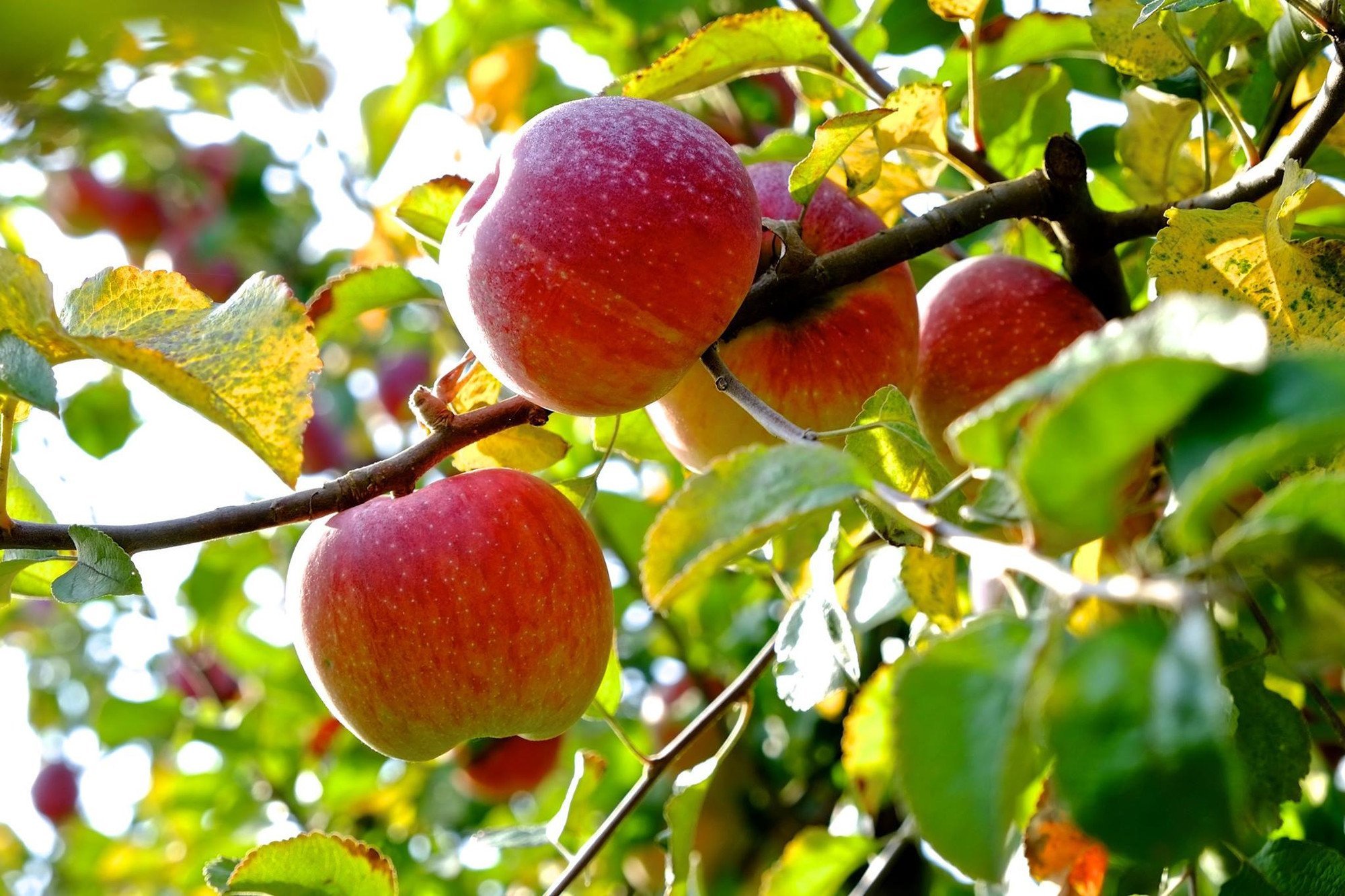https://www.juliet-apple.organic/medias/actualite/bann/470-orchards-organic-apple.jpg