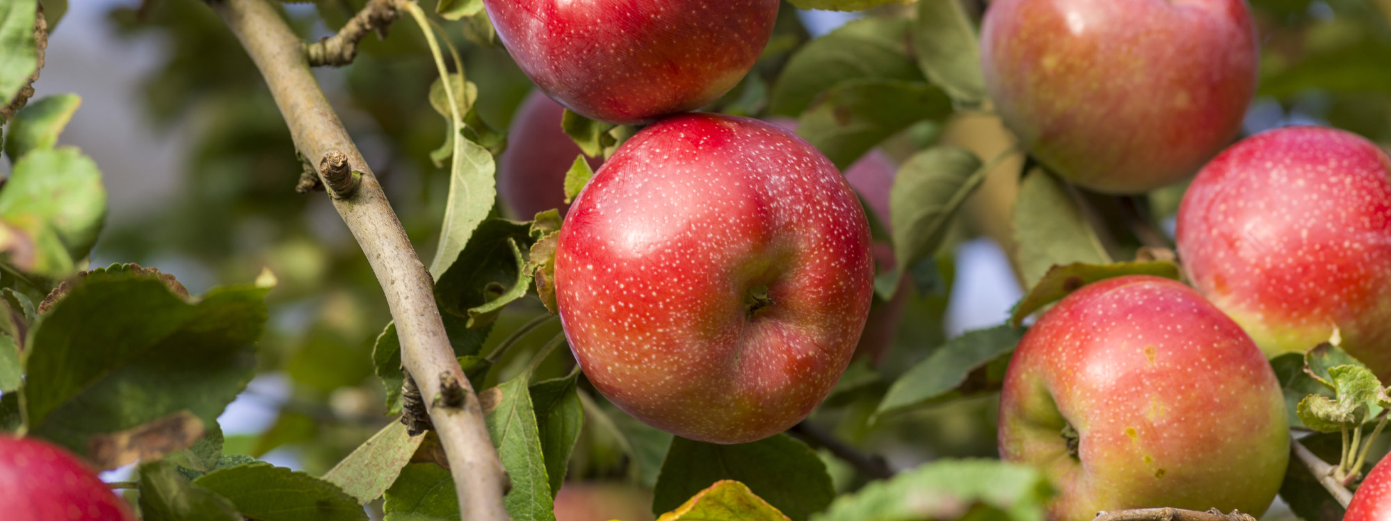 100% French-grown organic apples